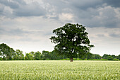 Eichenbaum im Weizenfeld, Ruttelerfeld, Zetel, Landkreis Friesland, Niedersachsen, Deutschland