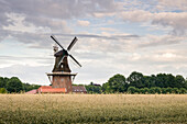 Windmühle Holtland im Roggenfeld im Abendlicht, Hesel, Leer, Ostfriesland, Niedersachsen, Deutschland