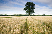 Tree in rye field, Groß Ippener, Harpstedt, Oldenburg, Wildeshauser Geest, Lower Saxony, Germany