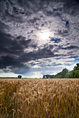 Rye field under clouds in the evening light, Harpstedt, Oldenburg, Wildeshauser Geest, Lower Saxony, Germany