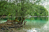 Urwüchsiger Baum am See Bohinj, Gorenjska, Oberkrain, Nationalpark Triglav, Julische Alpen, Slowenien