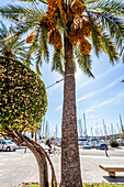 Palmtree at the port of Mallorca. Puerto de Palma, Port of Palma, Palma, Mallorca, Spain, Europe