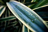 Nahaufnahme der Yucca-Pflanze mit Morgentau