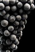 Close-Up von gefrorenen Barbera Trauben auf schwarzem Hintergrund 3