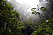 Dichte Vegetation von Santa Lucia Nebelwaldreservat, Ecuador