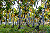 Schöne tropische Landschaft mit Kokosnuss-Palmen, Boipeba Island, Bahia, Brasilien