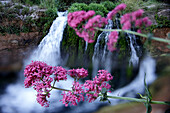 Schöne Landschaft mit lila Blüten gegen Wasserfall, Beceite, Teruel, Spanien