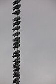 Photograph with pigeons perching on power lines, Richmond, British Columbia, Canada