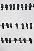 Fotografieren Sie mit Tauben hocken auf Stromleitungen, Richmond, British Columbia, Kanada