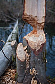 Photograph of tree chewed by beaver, Vancouver, British Columbia, Canada