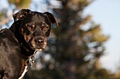 Porträt mit Headshot des Hundes, Lake Tahoe, Kalifornien, USA