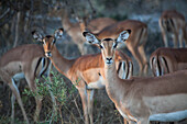 Nature photograph with herd of springbok (Antidorcas marsupialis) antelopes, Okavango Delta, Botswana