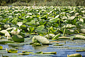 Seerosen wachsen im Sumpf, Lake Charles, Louisiana, USA