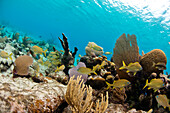 Eine Schule der gelben französischen Grunzen (Haemulon Flavolineatum) schwimmen durch Hartkorallen, Weichkorallen, Fans und kleine Fische, die Abschnitte von Glover's Reef, Belize bedecken.