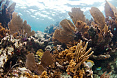 Underwater life, including hard corals, soft corals, fans, and small fish cover sections of Glover's Reef, Belize.
