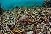 A Batfish (Ogcocephalidae) swims by hard corals, soft corals, fans, and small fish covering sections of Glover's Reef, Belize.