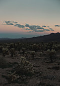 Desert scenery of Chollah Cactus Garden at dusk, Joshua Tree National Park, California, USA