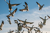 Nature photograph with large flock of flying snow geese (Anser caerulescens), Skagit Valley, Washington State, USA