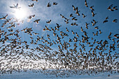 Naturfoto mit großer Herde fliegender Schneegänse (Anser caerulescens), Skagit Valley, Bundesstaat Washington, USA