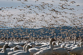 Snow geese in Skagit Valley, Washington, USA