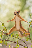 Front view of red squirrel balancing between two tree branches, Jamtland, Sweden
