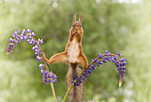 Nette Fotografie des Eichhörnchens stehend zwischen zwei Lupine blüht mit den verbreiteten Beinen, die Kamera, Bispgarden, Jamtland, Schweden betrachten