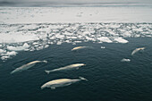 Beluga Whales in ice lead, Beaufort Sea, Alaska, USA