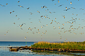Swarm of shorebirds flies up., Schweden