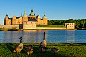 Kalmar castle with wild geese in the foreground, Schweden