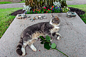 Katze auf dem Grab von Kurt Tucholsky in Mariefred , Schweden