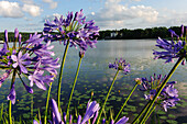 Blumen auf der halbinsel von Schloss Gripholm , Schweden