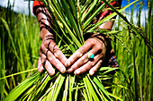 Hands of man holding bunch of grass