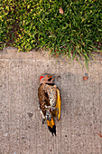 Dead bird on sidewalk