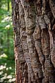 UNESCO World Heritage Old Beech Groves of Germany, detail of bark, Hainich National Park, Thuringia, Germany