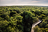 UNESCO Welterbe „Alte Buchenwälder Deutschlands“, Baumwipfel Pfad im Hainich Nationalpark, Thüringen, Deutschland