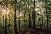 UNESCO Welterbe „Alte Buchenwälder Deutschlands“, Hainich Nationalpark, Thüringen, Deutschland