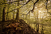 UNESCO World Heritage Old Beech Groves of Germany, Kellerwald Edersee National Park, Hesse, Germany