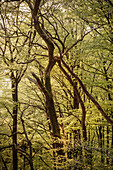 UNESCO Welterbe „Alte Buchenwälder Deutschlands“, Kellerwald Edersee Nationalpark, Hessen, Deutschland