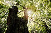 UNESCO World Heritage Old Beech Groves of Germany, Serrahn, Mueritz National Park, Mecklenburg-West Pomerania, Germany