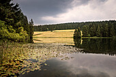 UNESCO Welterbe Harzer Wasserwirtschaft, Mittlerer Grumbachteich, Liebesbankweg, Harz bei Goslar, Niedersachsen, Deutschland