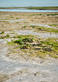 UNESCO World Heritage the Wadden Sea, Detail of a salt meadow on Scharhoern close to Neuwerk island, federal state Hamburg, Germany, North Sea