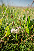 UNESCO World Heritage the Wadden Sea, eggshell in a salt meadow, Neuwerk Island, federal state Hamburg, Germany, North Sea