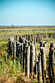 UNESCO World Heritage the Wadden Sea, salt meadow, Neuwerk Island, federal state Hamburg, Germany, North Sea