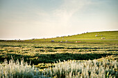 UNESCO World Heritage the Wadden Sea, sheep grazing on a dyke, Westerhever, Schleswig-Holstein, Germany, North Sea