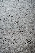 UNESCO World Heritage the Wadden Sea, animal tracks of a bird, intertidal estuarine mudflats at Wremen, Cuxhaven, Lower Saxony, Germany, North Sea