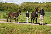 Couple and two donkeys on path alongside Petit Saône river, Au-Dessus des Prés, Beaujeu-Saint-Vallier-Pierrejux-et-Quitteur, Haute-Saône, Bourgogne Franche-Comté, France