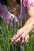 Hand einer Frau beim Pflücken von Lavendel im öffentlichen Kräutergarten Churfranken entlang Fränkischer Rotweinweg, Erlenbach am Main, Spessart-Mainland, Franken, Bayern, Deutschland, Europa
