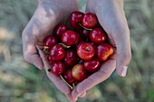 Hands of woman holding freshly-picked cherries, near Mömbris, Spessart-Mainland, Franconia, Bavaria, Germany