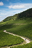 Couple hikes along road through vines at Iphöfer Julius-Echter-Berg vineyard, Iphofen, Franconia, Bavaria, Germany