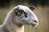 Bentheimer Landschaf sheep near Lake Versener Heidesee, near Meppen, Emsland, Lower Saxony, Germany